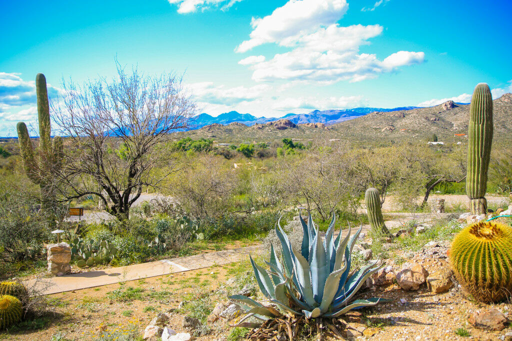 Tanque Verde Guest Ranch Villa Tucson Eksteriør billede